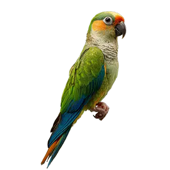 Half-Moon Conure