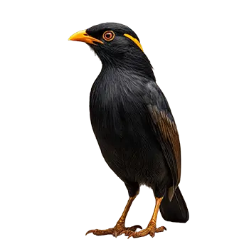 Hill Mynah Species Guide - Furry Critter Network