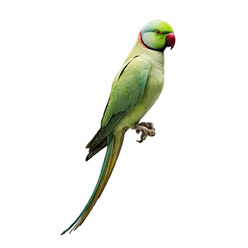 Indian Ringneck Parakeet