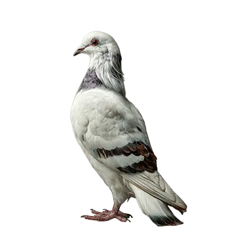 Jacobin Pigeon
