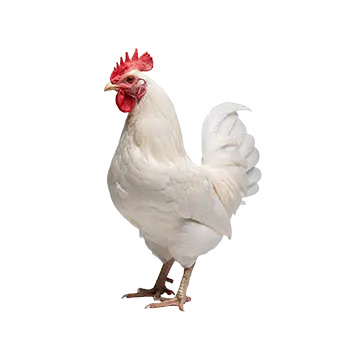 Japanese Bantam