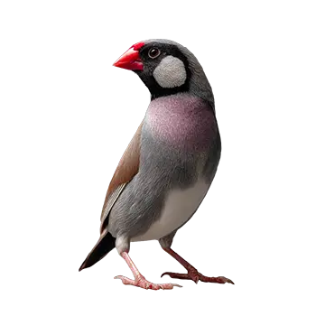 Java Sparrow