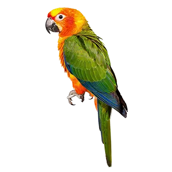 Conure (Jenday)
