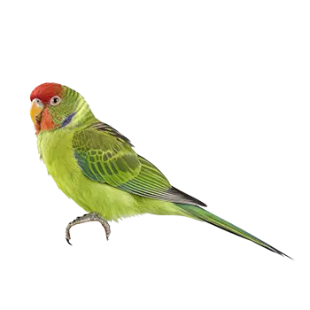 Kakariki Species Guide - Furry Critter Network