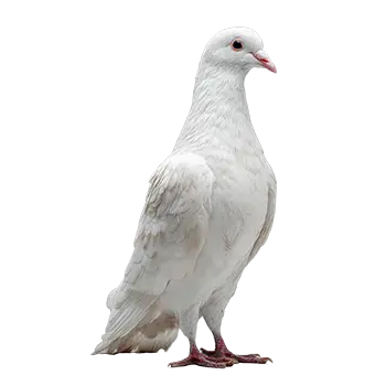King Pigeon
