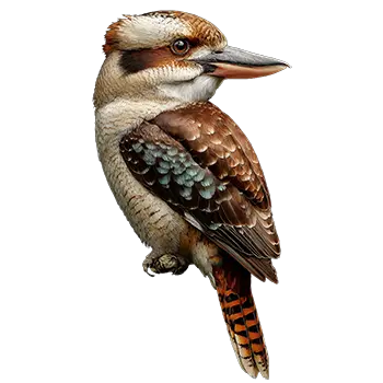 Kookaburra