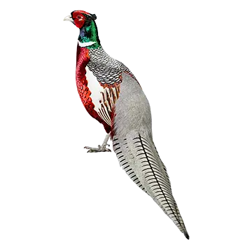 Lady Amherst's Pheasant Species Guide - Furry Critter Network