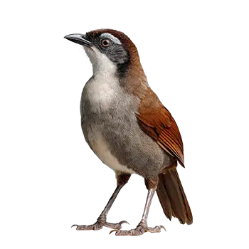 Laughing Thrush