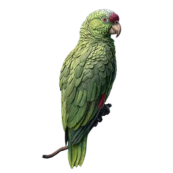 Lilac-Crowned Amazon