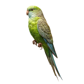 Lineolated Parakeet