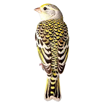 Lizard Canary