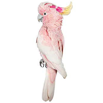 Major Mitchell's Cockatoo Species Guide - Furry Critter Network