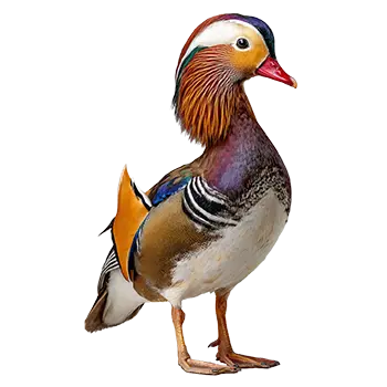 Mandarin Duck Species Guide - Furry Critter Network