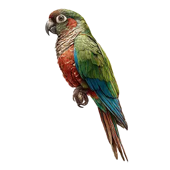 Maroon Bellied Conure Species Guide - Furry Critter Network