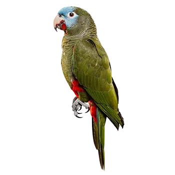 Maximilian Pionus Species Guide - Furry Critter Network