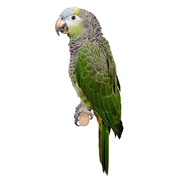Mealy Amazon Species Guide - Furry Critter Network
