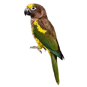 Meyer's Parrot