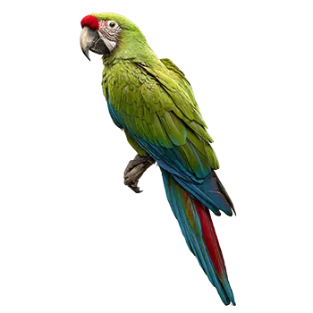 Military Macaw Species Guide - Furry Critter Network