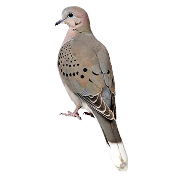Mourning Dove Species Guide - Furry Critter Network