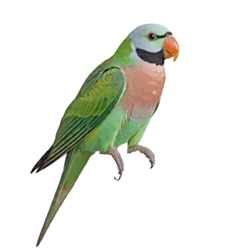 Moustached Parakeet Species Guide - Furry Critter Network