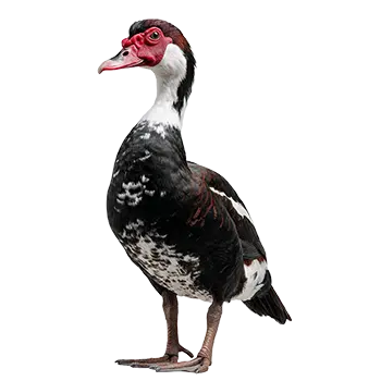 Muscovy Duck Species Guide - Furry Critter Network