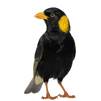 Mynah Bird Species Guide - Furry Critter Network