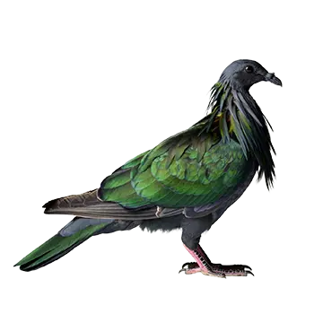 Nicobar Pigeon Species Guide - Furry Critter Network