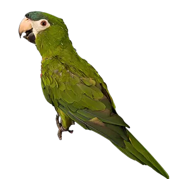 Noble Macaw Species Guide - Furry Critter Network