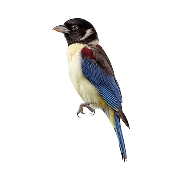 Northern Rosella Species Guide - Furry Critter Network