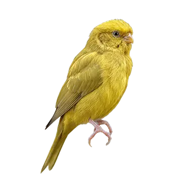 Norwich Canary Species Guide - Furry Critter Network