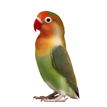 Nyasa Lovebird Species Guide - Furry Critter Network