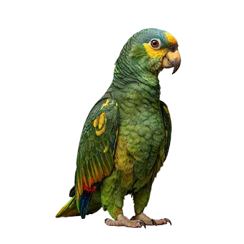Orange-Winged Amazon Species Guide - Furry Critter Network