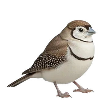 Owl Finch Species Guide - Furry Critter Network