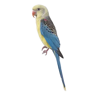 Pale-headed Rosella Species Guide - Furry Critter Network