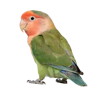 Lovebird (Peach-faced)