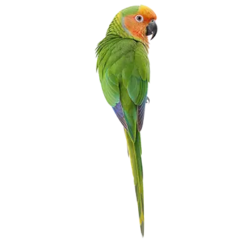 Peach-Fronted Conure Species Guide - Furry Critter Network