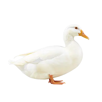 Pekin Duck Species Guide - Furry Critter Network