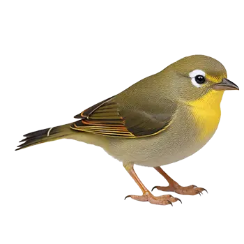 Pekin Robin Species Guide - Furry Critter Network