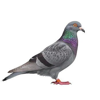 Pigeon (Fancy)
