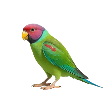 Plum-Headed Parakeet Species Guide - Furry Critter Network