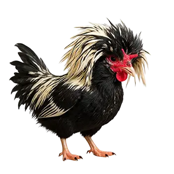 Polish Chicken Species Guide - Furry Critter Network