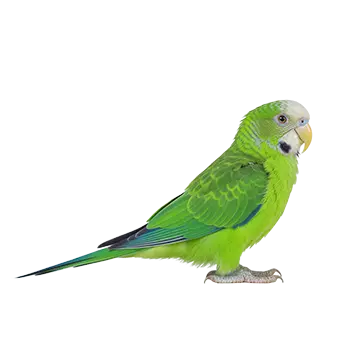 Quaker Parrot