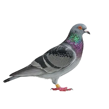 Racing Homer Pigeon
