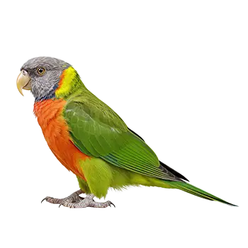 Red-bellied Parrot