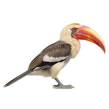Red-Billed Hornbill