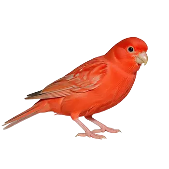 Red Factor Canary