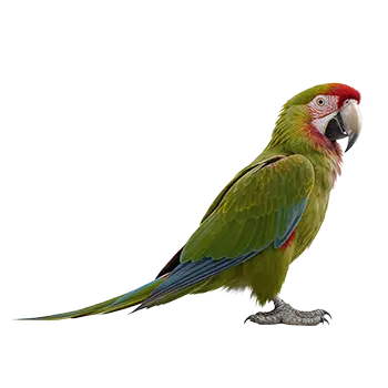 Red-Fronted Macaw