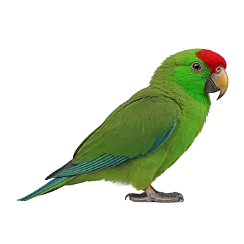 Red-Lored Amazon