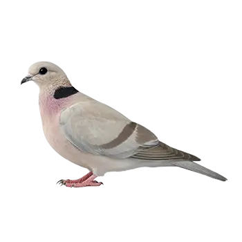 Ring-Necked Dove