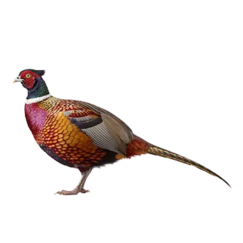 Ring-necked Pheasant